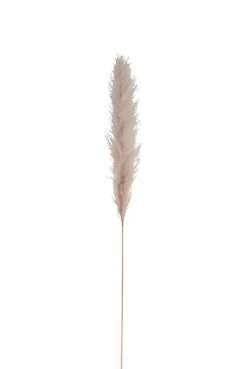 Gräser|DAHEIM Deko-Zweig Pampasgras 137 cm Creme