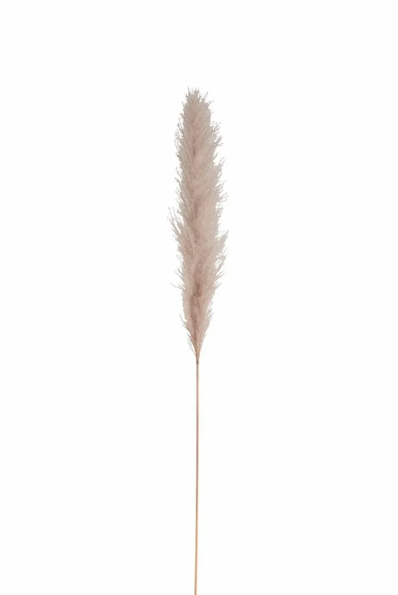 Gräser|DAHEIM Deko-Zweig Pampasgras 137 cm Creme