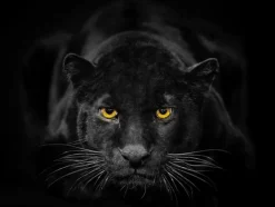 Bilder Ohne Rahmen|Bilder Nach Themen|EUROART Glasbild 30 x 40 cm Black Panther III Schwarz