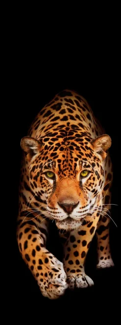Glasbild 30 x 80 cm Panther II<EUROART Best