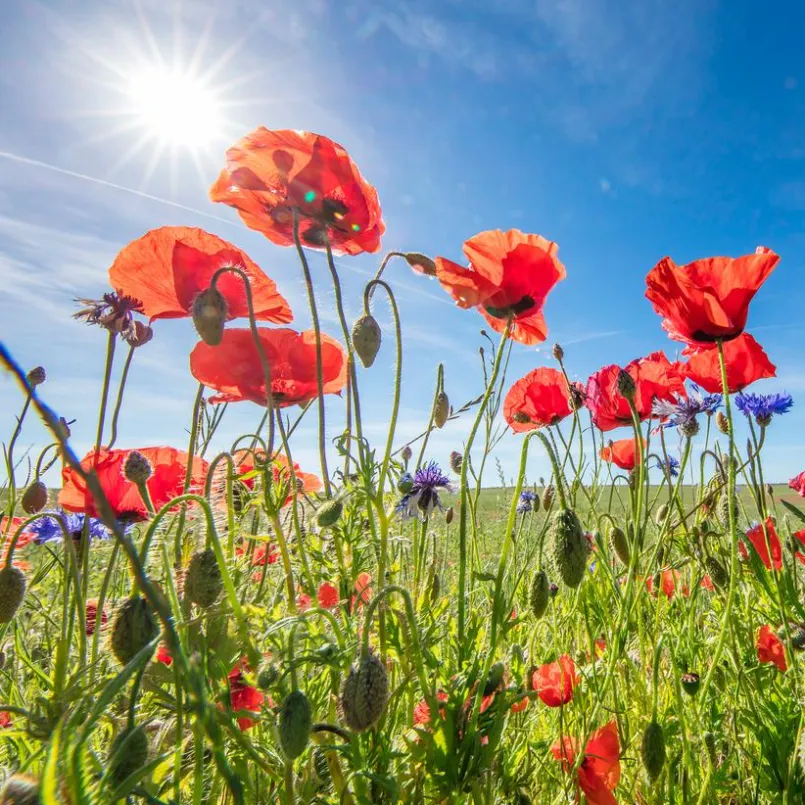 Bilder Ohne Rahmen|EUROART Glasbild 50 x 50 cm Poppies IV Rot