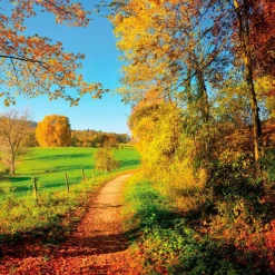 EUROART Bilder Ohne Rahmen-Glasbild 50 x 50 cm Sunny Autumn V Bunt