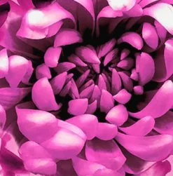 Kissen Dahlia 45 x 45 cm<Apelt Sale