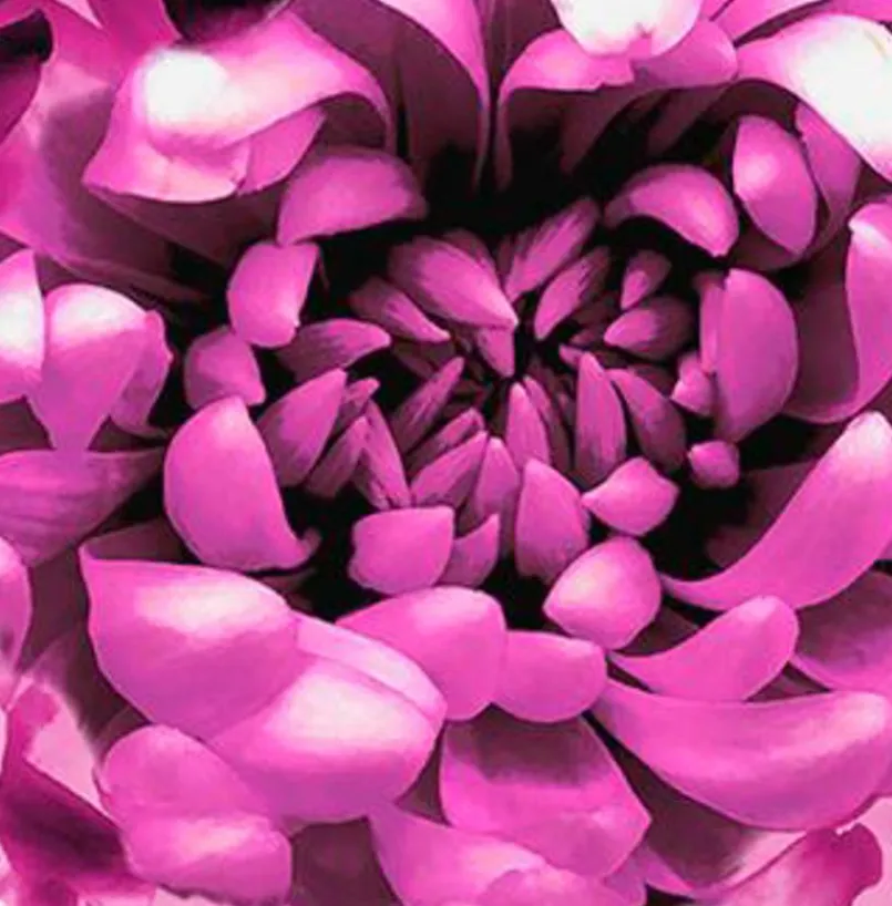 Kissen Dahlia 45 x 45 cm<Apelt Sale