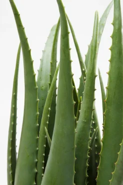 KARE DESIGN Grünpflanzen|Dekofiguren Tiere & Pflanzen-Kunstpflanze Aloe 60724 Grün