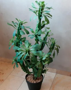 Grünpflanzen-Kunstpflanze Euphorbia 88 cm Grün