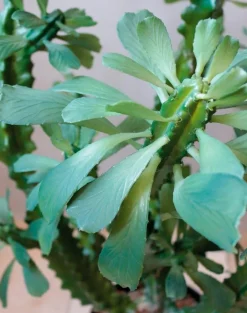Grünpflanzen-Kunstpflanze Euphorbia 88 cm Grün