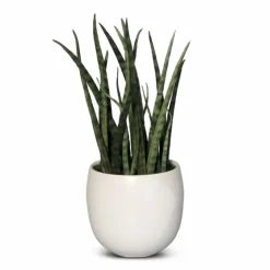 Grünpflanzen-Kunstpflanze Sanserveria Fernwood 27 cm Grün