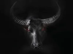 Bilder Ohne Rahmen|EUROART Wandbild 100 x 135 cm Black Taurus Schwarz