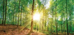 Bilder Nach Themen|EUROART Wandbild 55 x 115 cm Green Emotions Grün