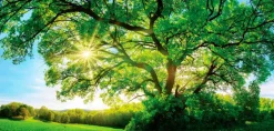 EUROART Bilder Nach Themen-Wandbild 55 x 115 cm Green tree Grün
