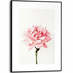 Reinders Bilder Mit Rahmen|Bilder Nach Themen-Wandbild 30 x 40 cm Pink Rose Rosa