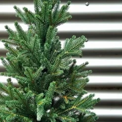 Weihnachtsbaum Zwergfichte 90 cm<