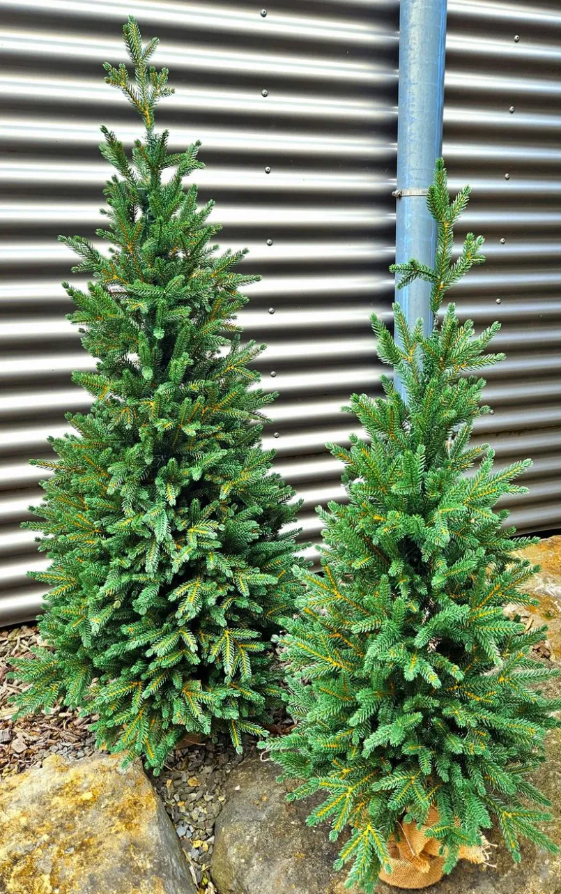 Weihnachtsbaum Zwergfichte 120 cm< Sale