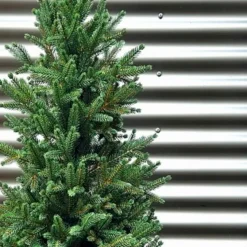 Weihnachtsbaum Zwergfichte 120 cm< Sale